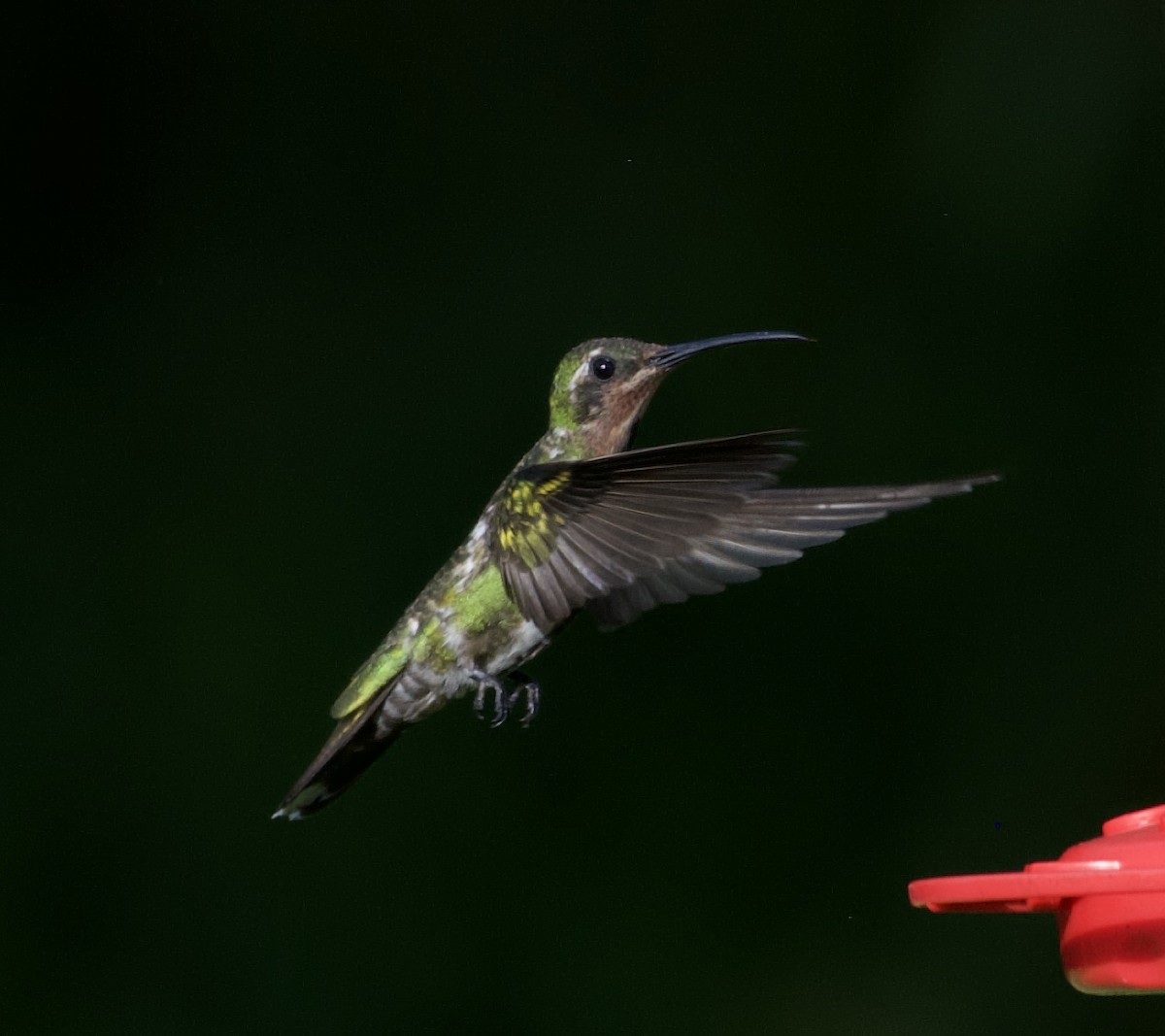 Green-breasted Mango - ML354891321