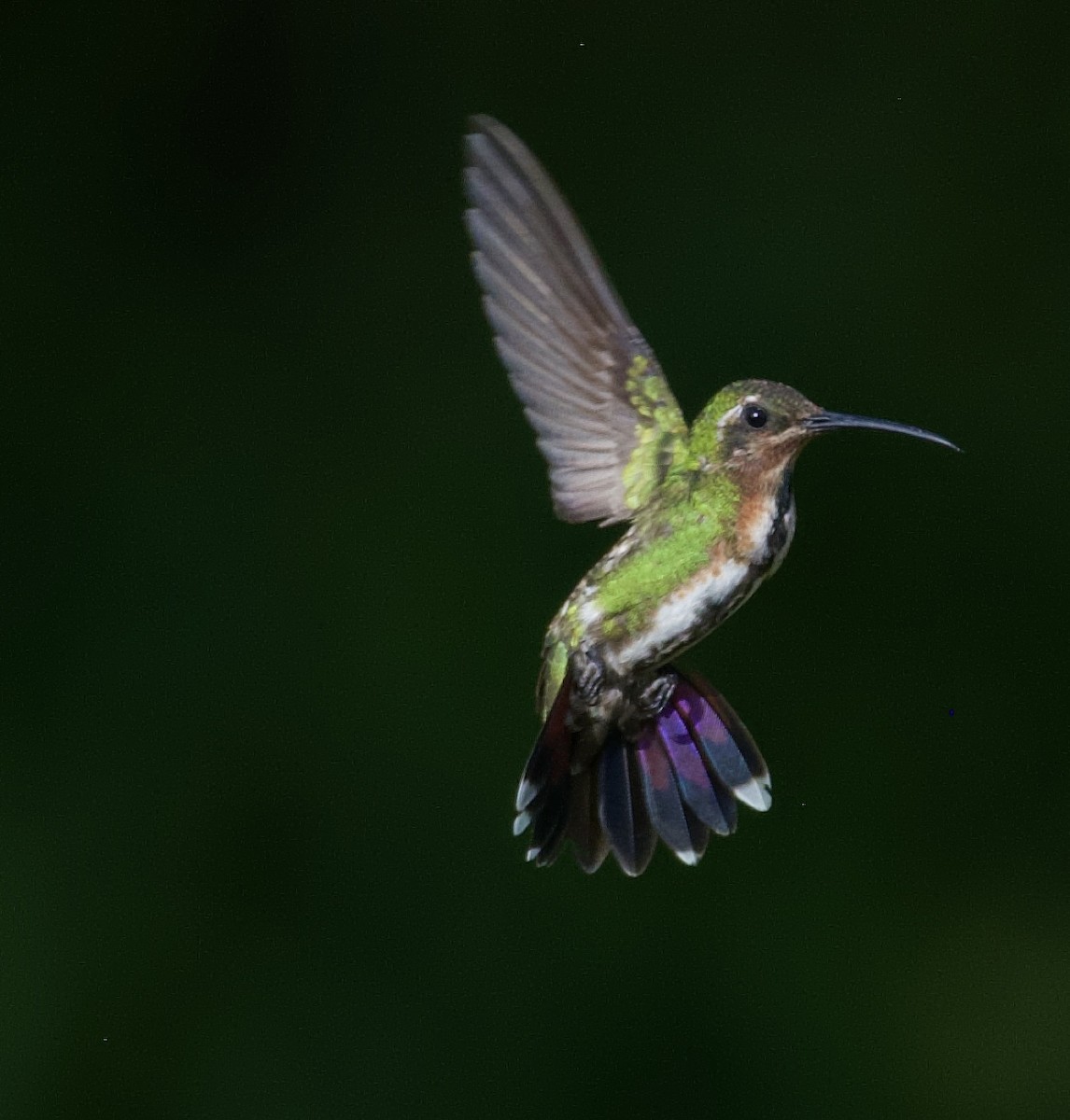 Green-breasted Mango - ML354891561