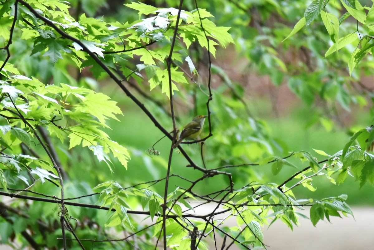 White-eyed Vireo - irina shulgina