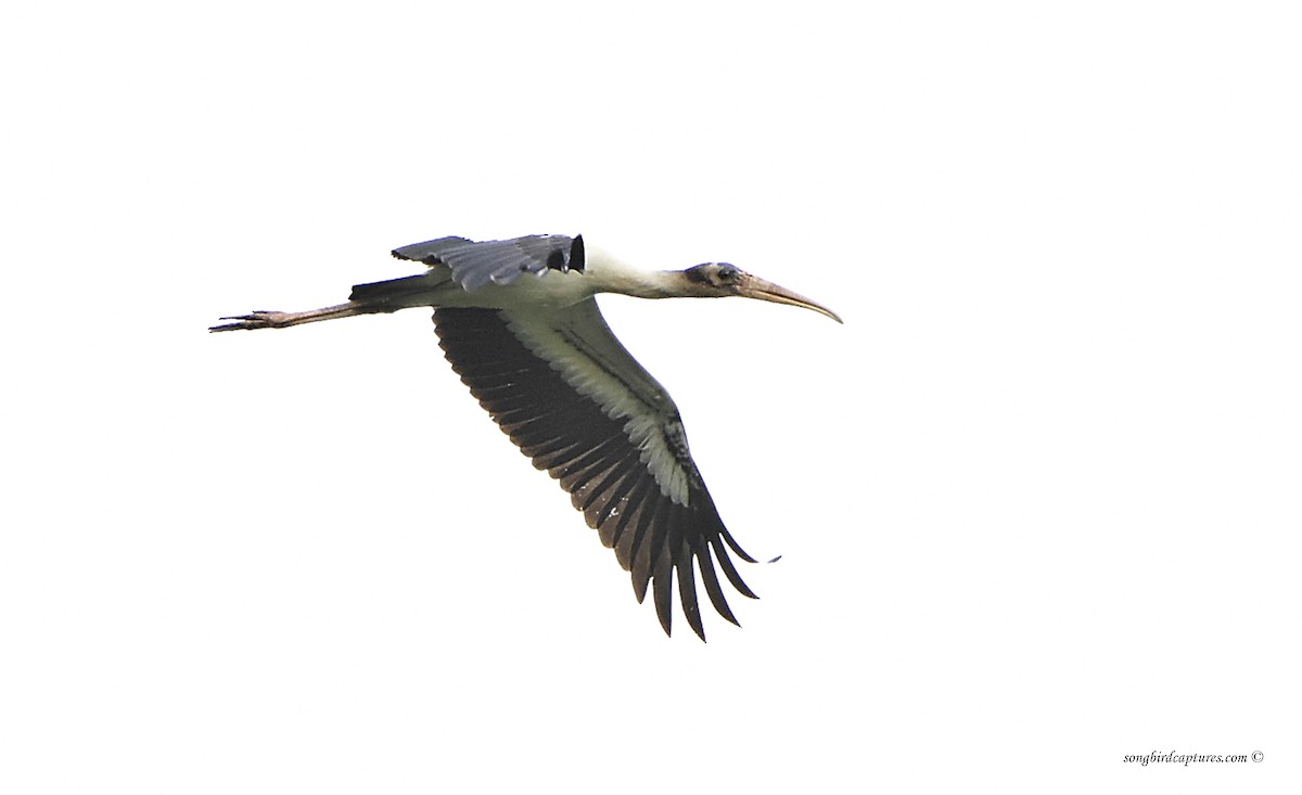 Wood Stork - Candace Casey