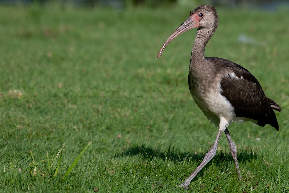 White Ibis - ML354893431