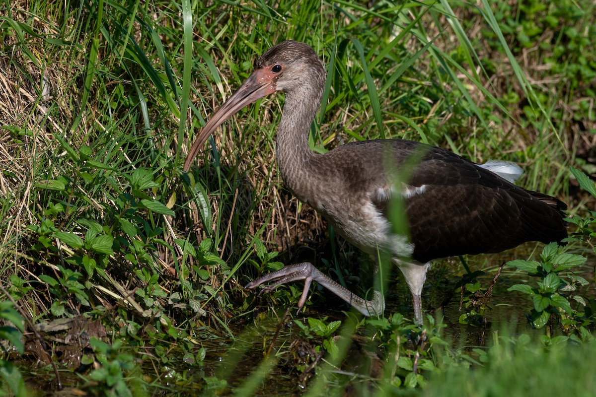 Ibis blanc - ML354893871