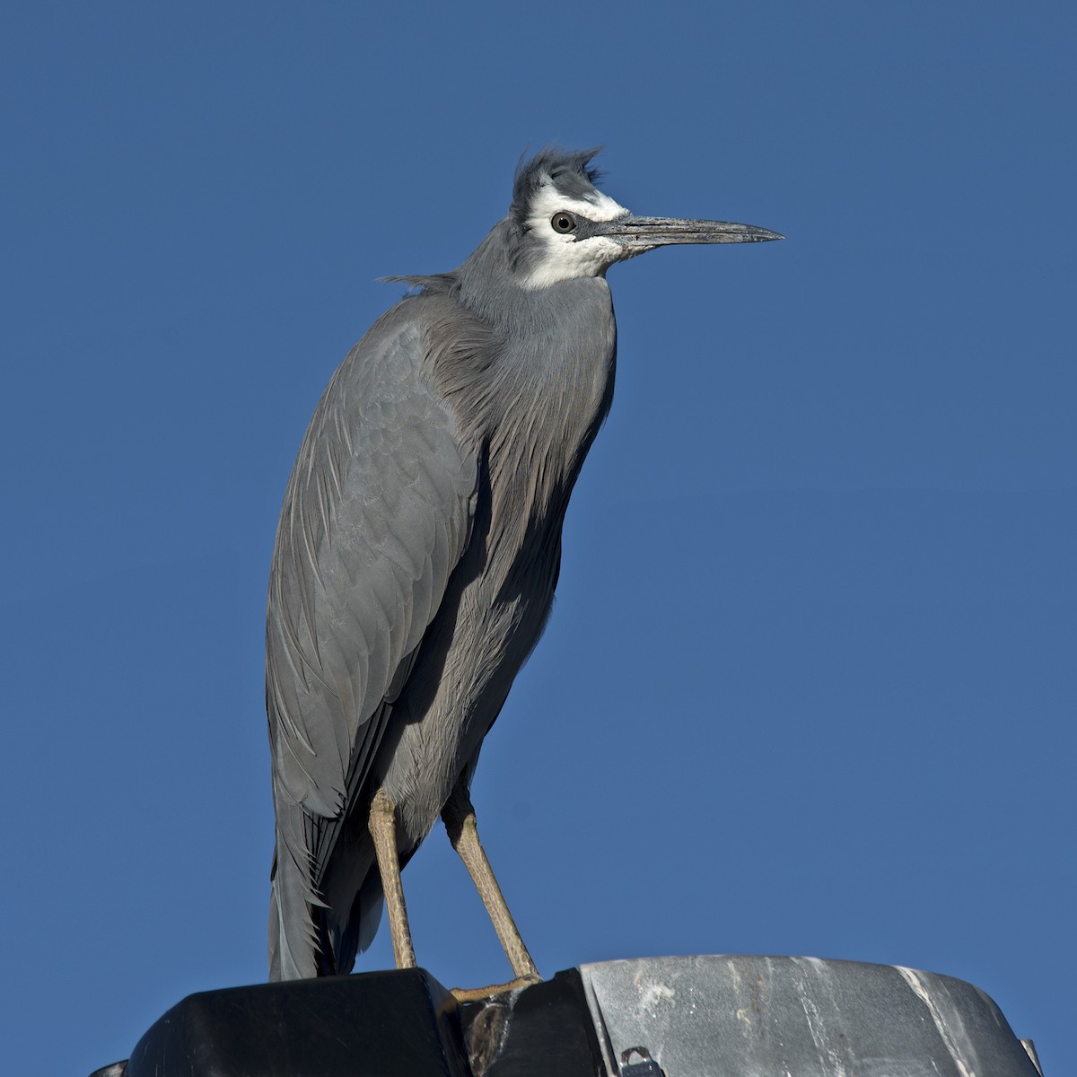 White-faced Heron - ML354894431