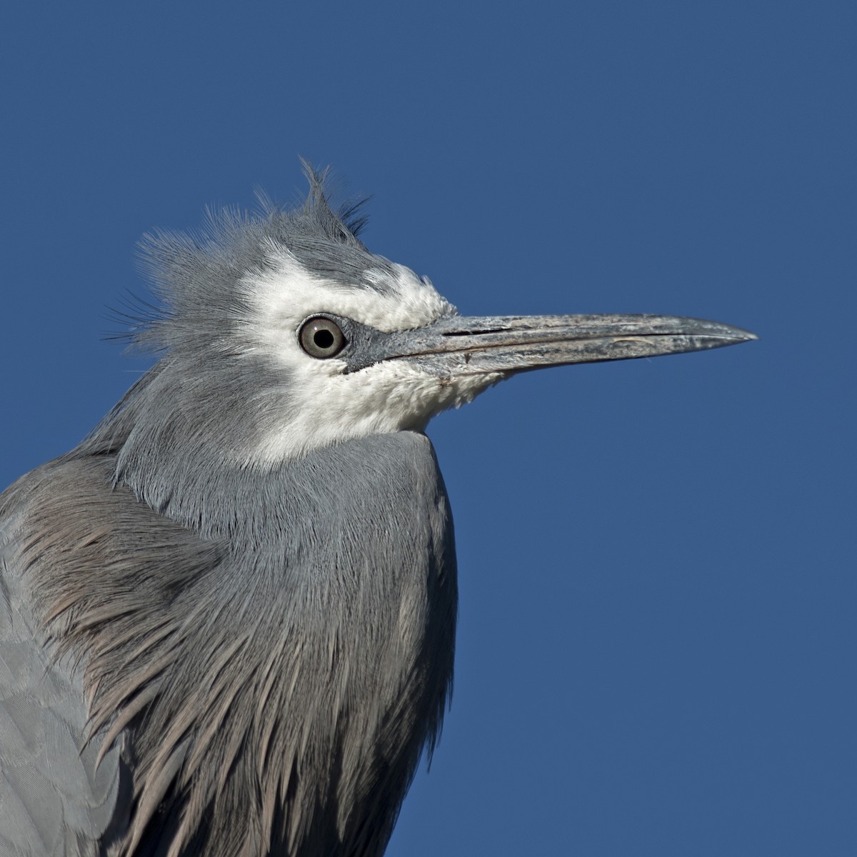 White-faced Heron - Dan Forster