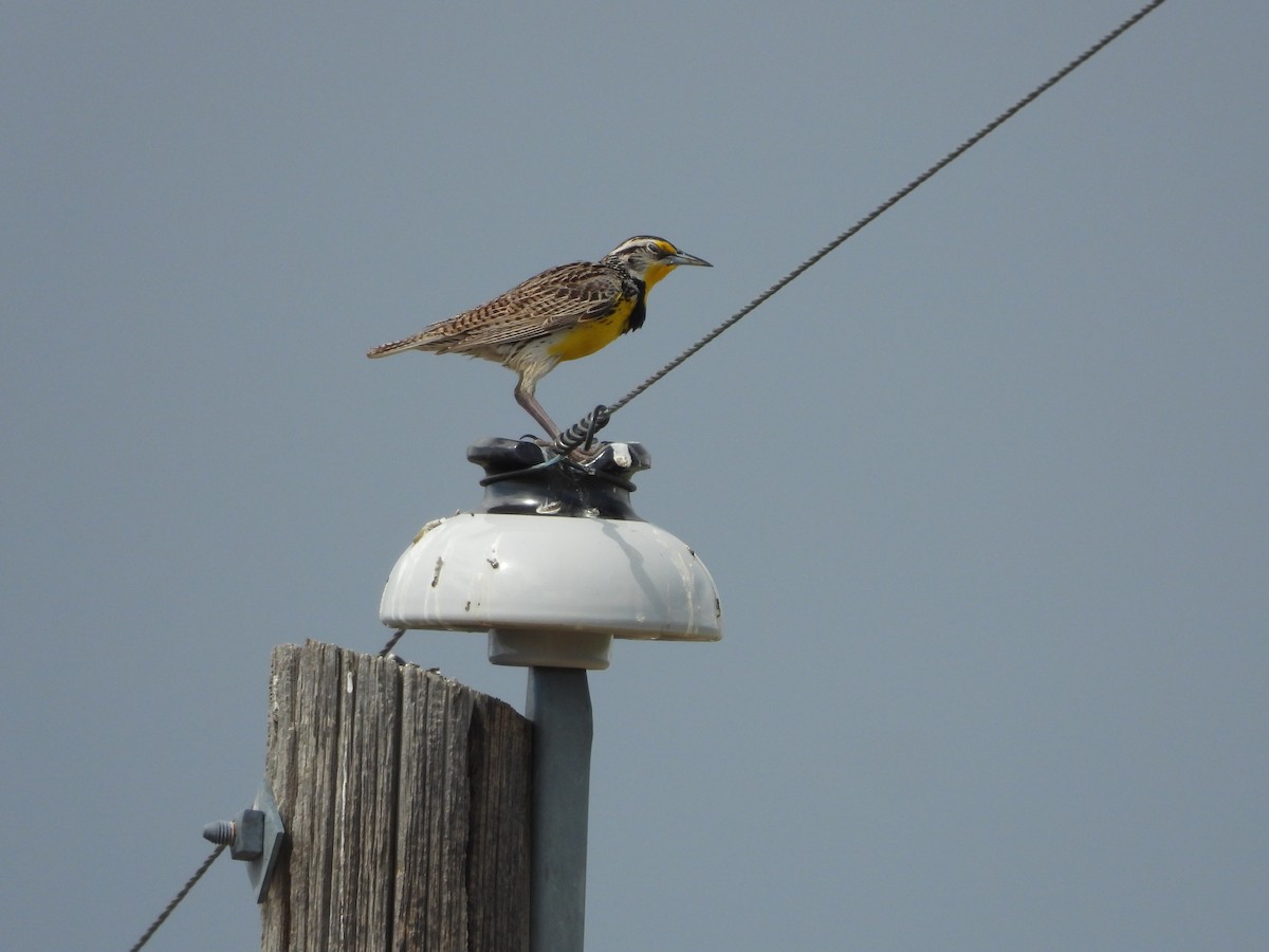 Western Meadowlark - ML354895271