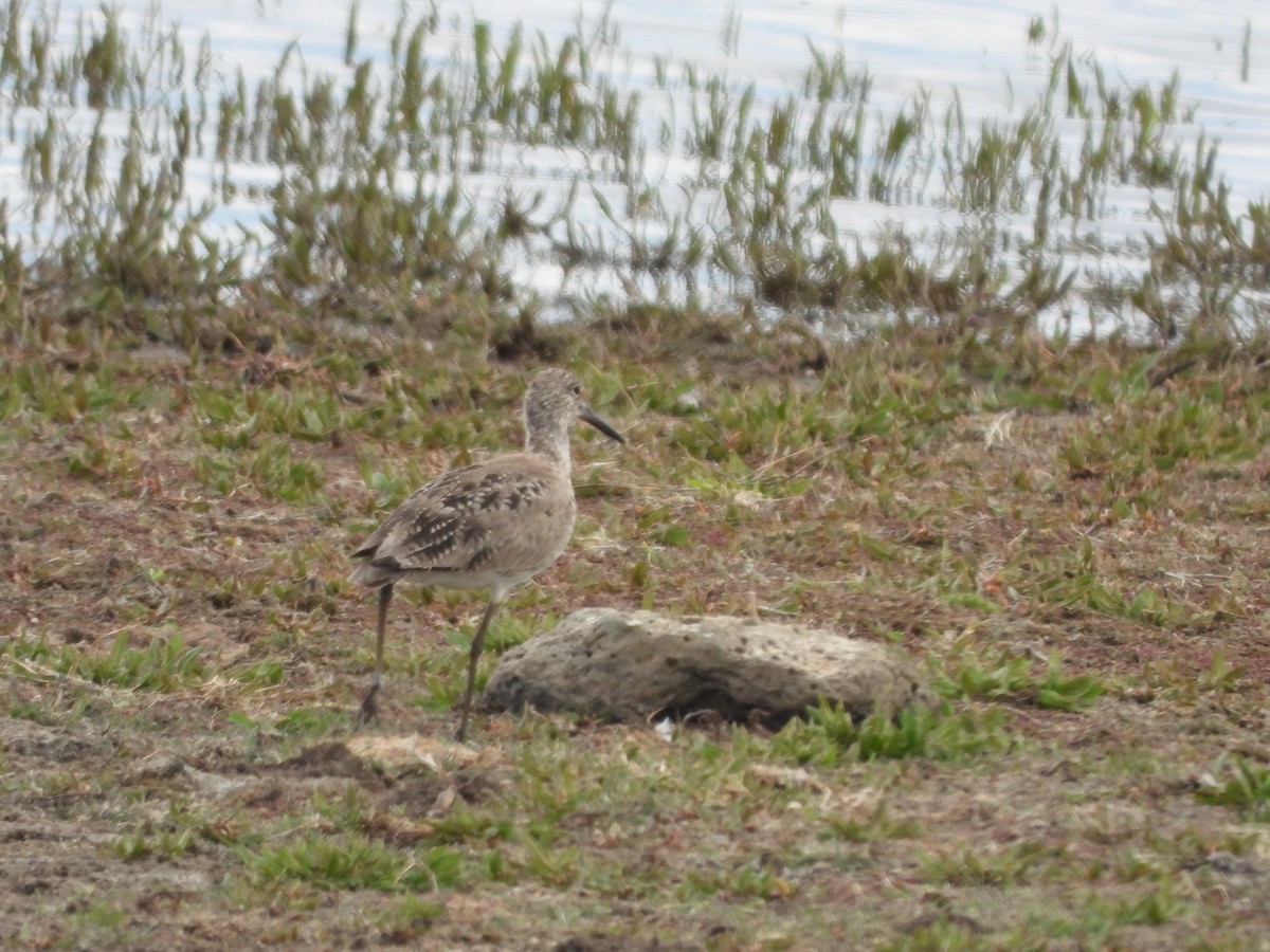 Willet - ML354895411