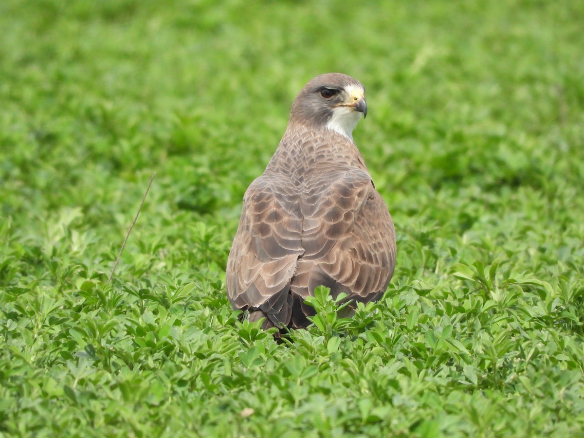 Swainson's Hawk - Sara Masuda