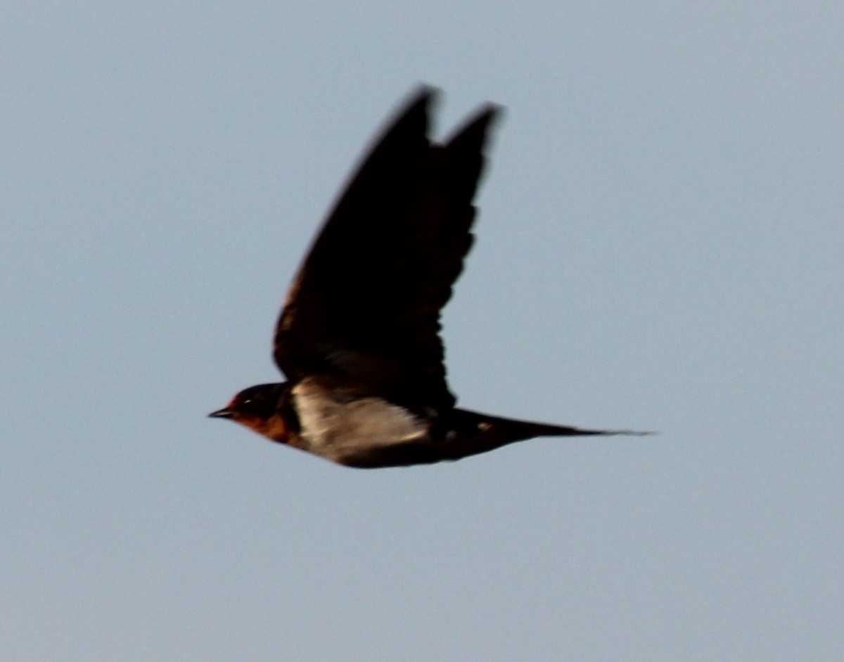 Barn Swallow - Gary Leavens