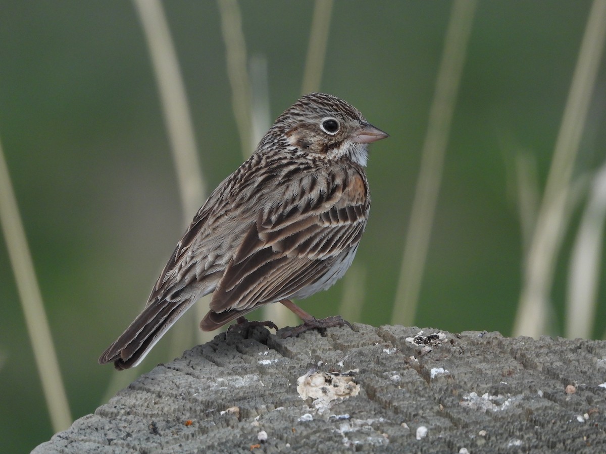 Vesper Sparrow - ML354895701