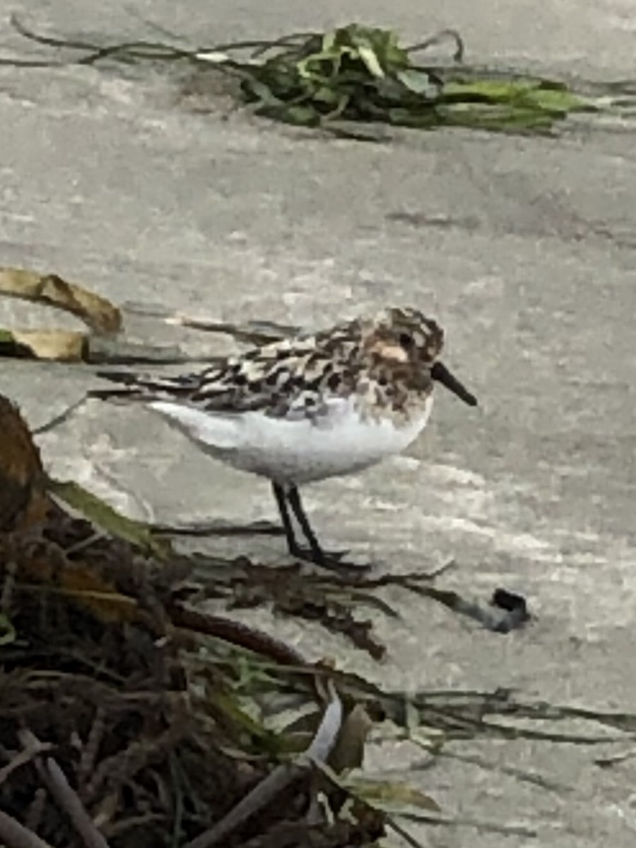 Sanderling - ML354895781