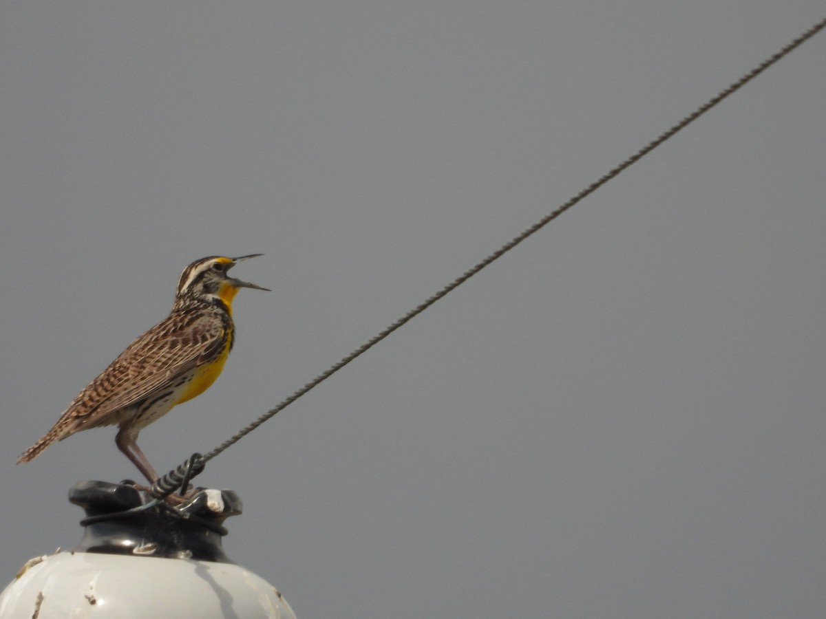 Western Meadowlark - ML354895821