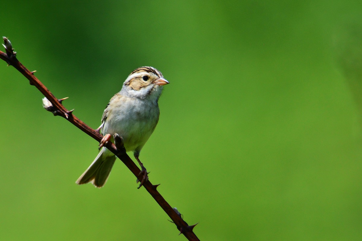 Clay-colored Sparrow - ML354896701