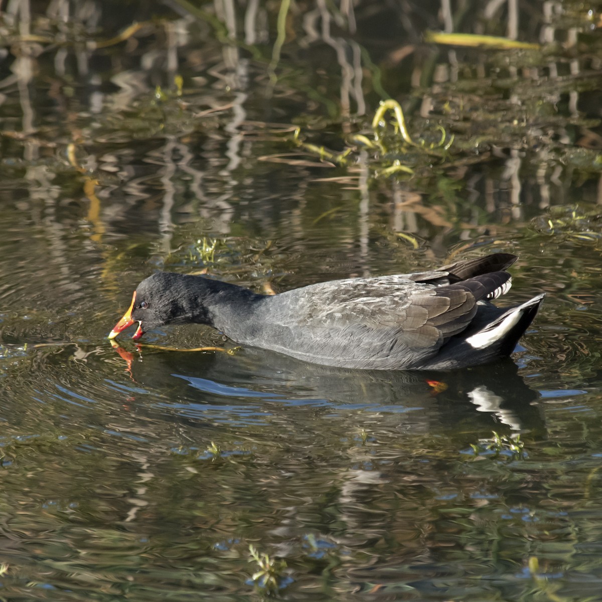 Dusky Moorhen - ML354897361