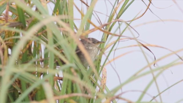 Middendorff's Grasshopper Warbler - ML354898831