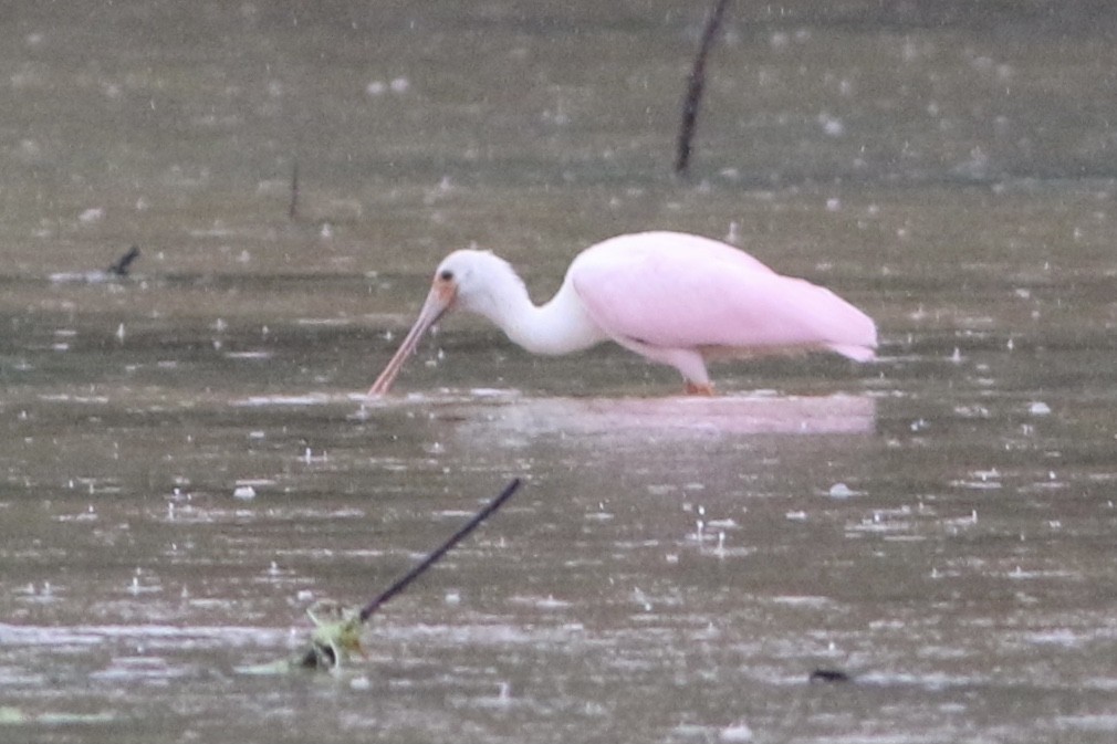 Roseate Spoonbill - ML354899711