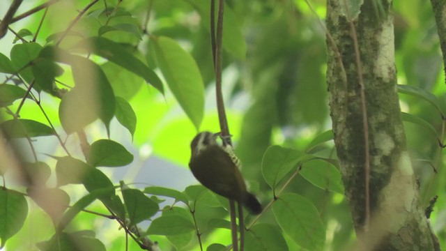 Speckled Piculet - ML354900281