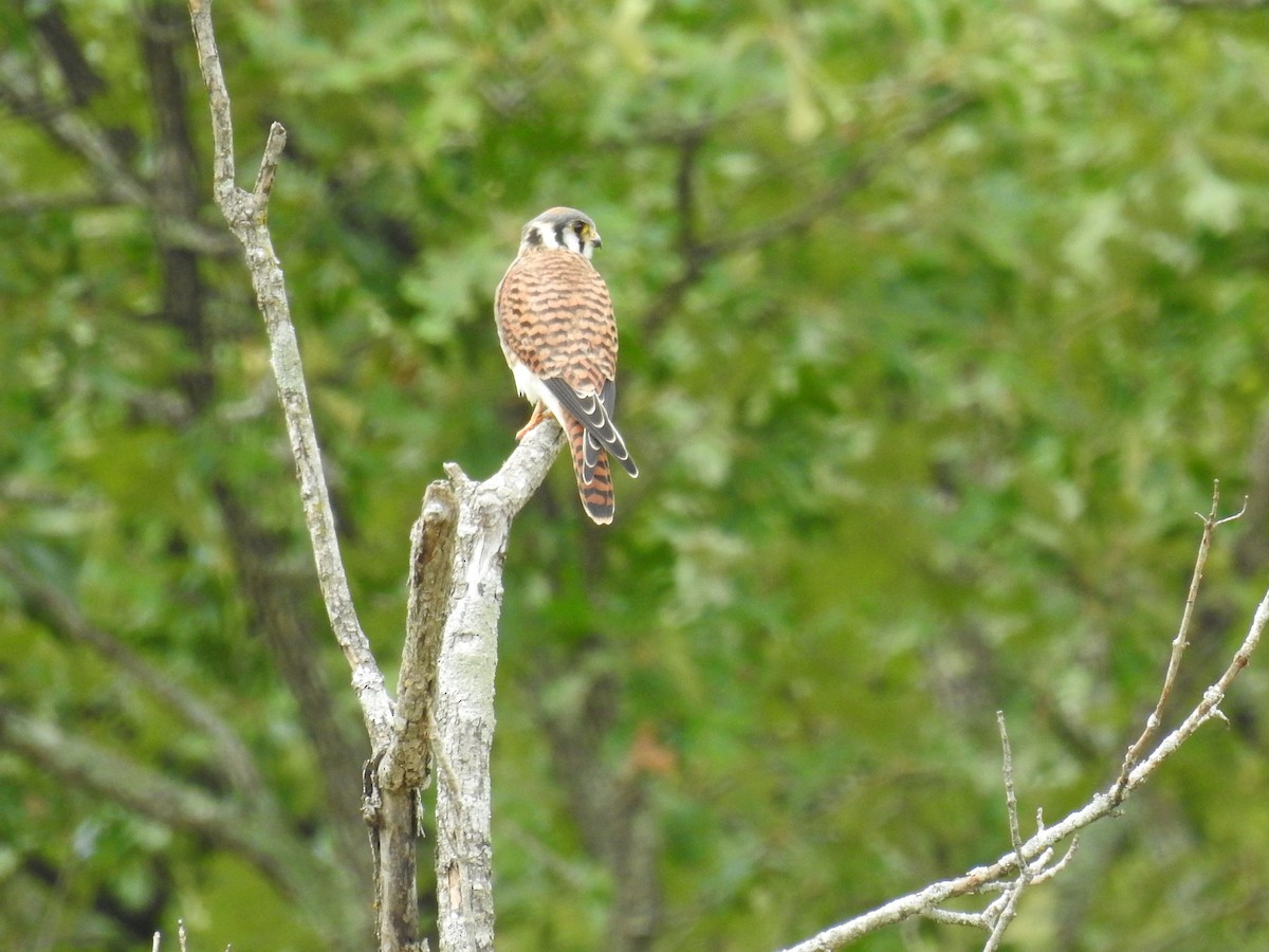 American Kestrel - ML354901091