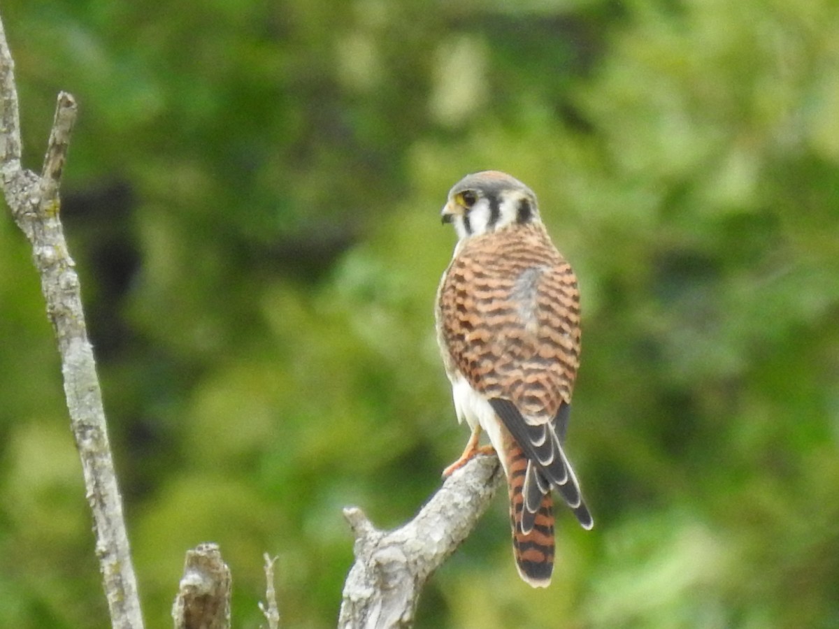 American Kestrel - ML354901101