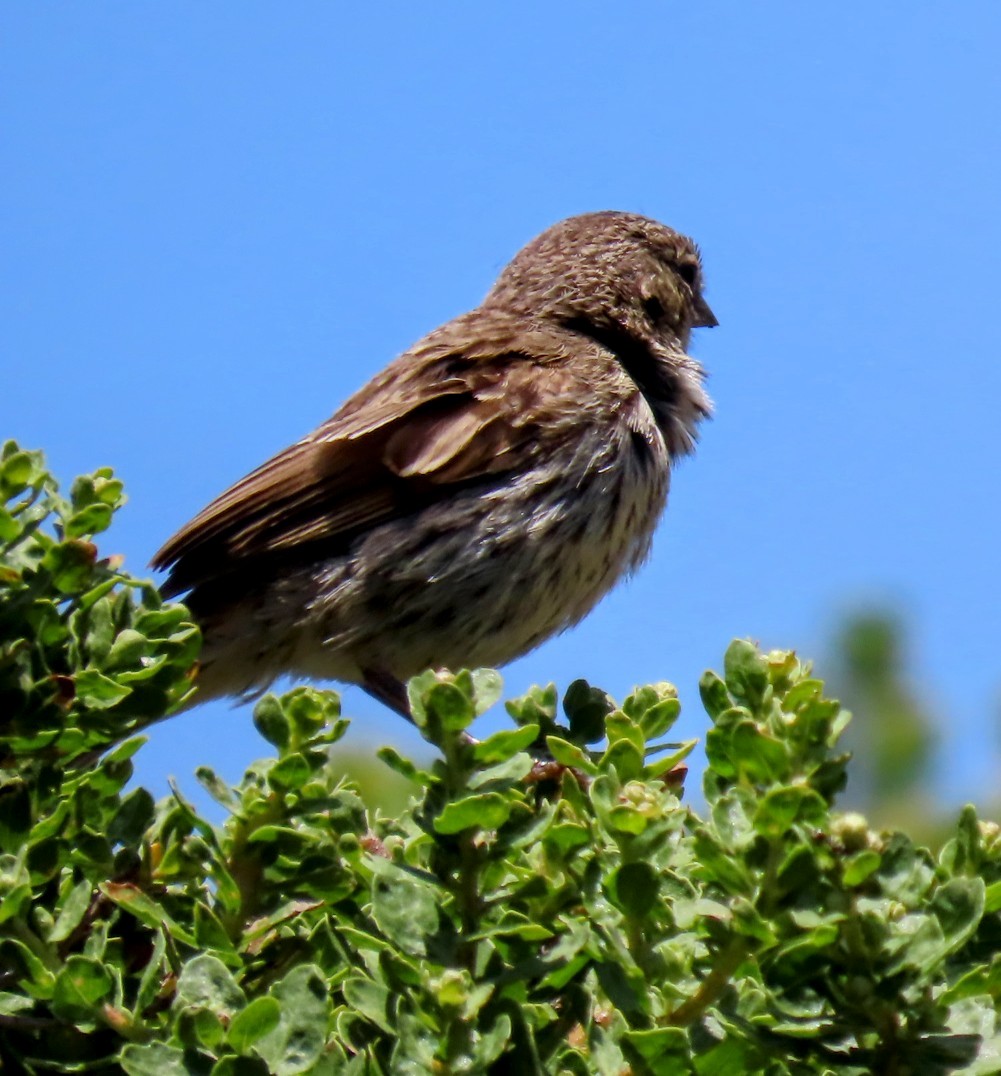 Bell's Sparrow - ML354901291
