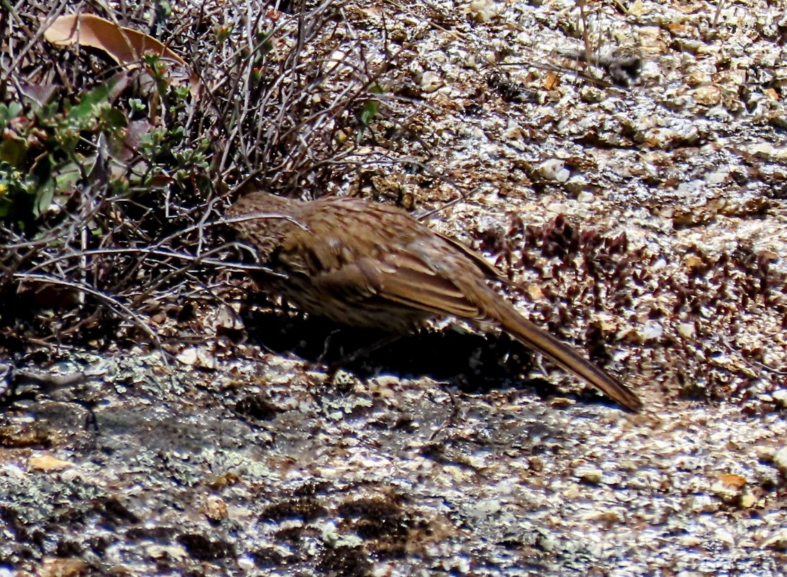 Bell's Sparrow - ML354901321