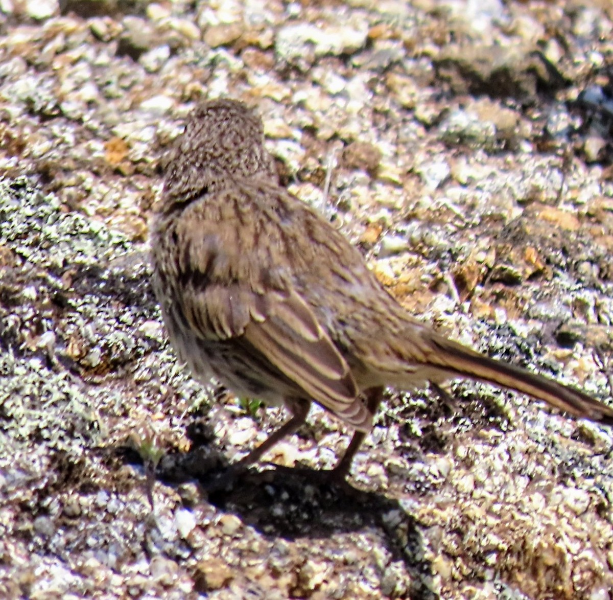 Bell's Sparrow - ML354901341