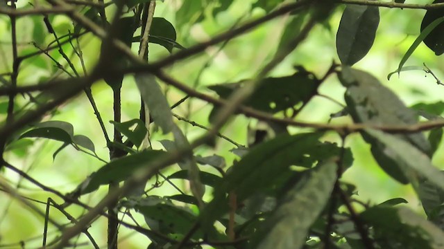 Speckled Piculet - ML354901731