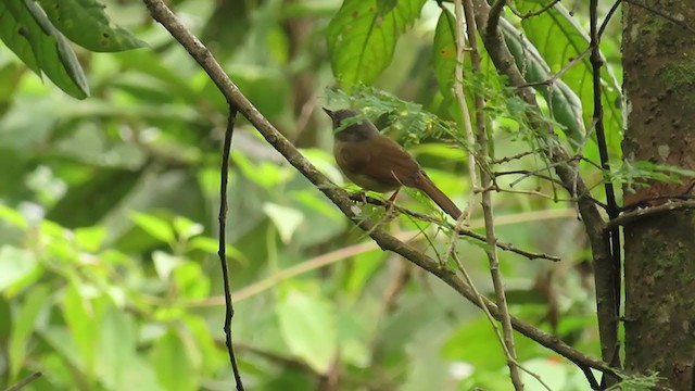 Brown-cheeked Fulvetta - ML354903041