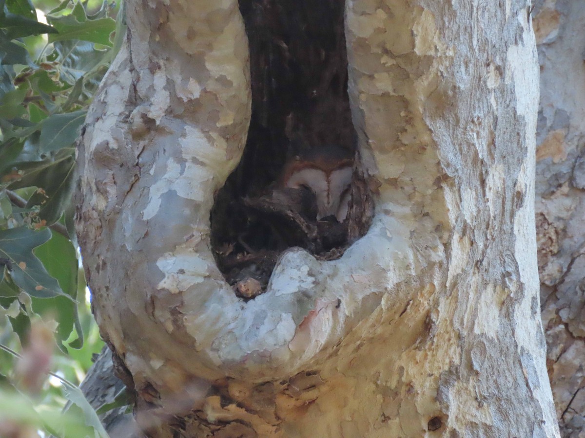 Barn Owl - ML354903721