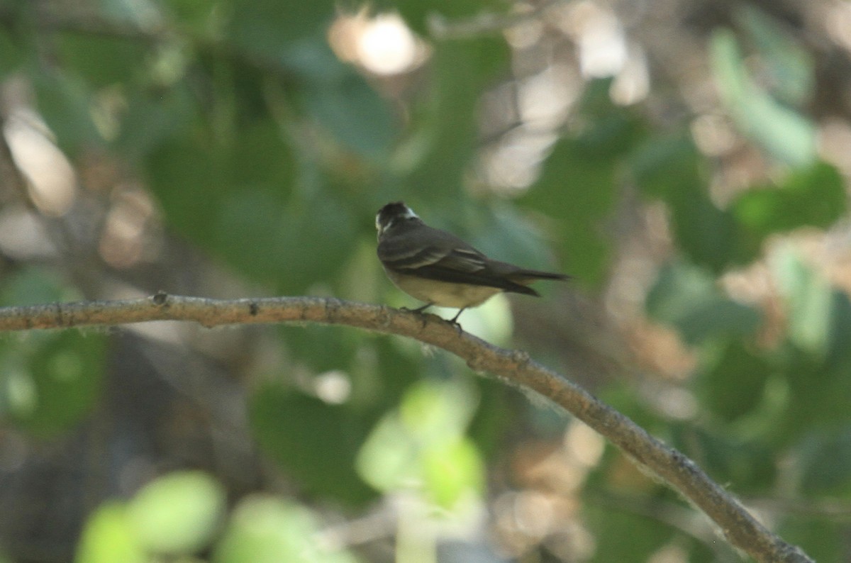 Western Wood-Pewee - ML354904981