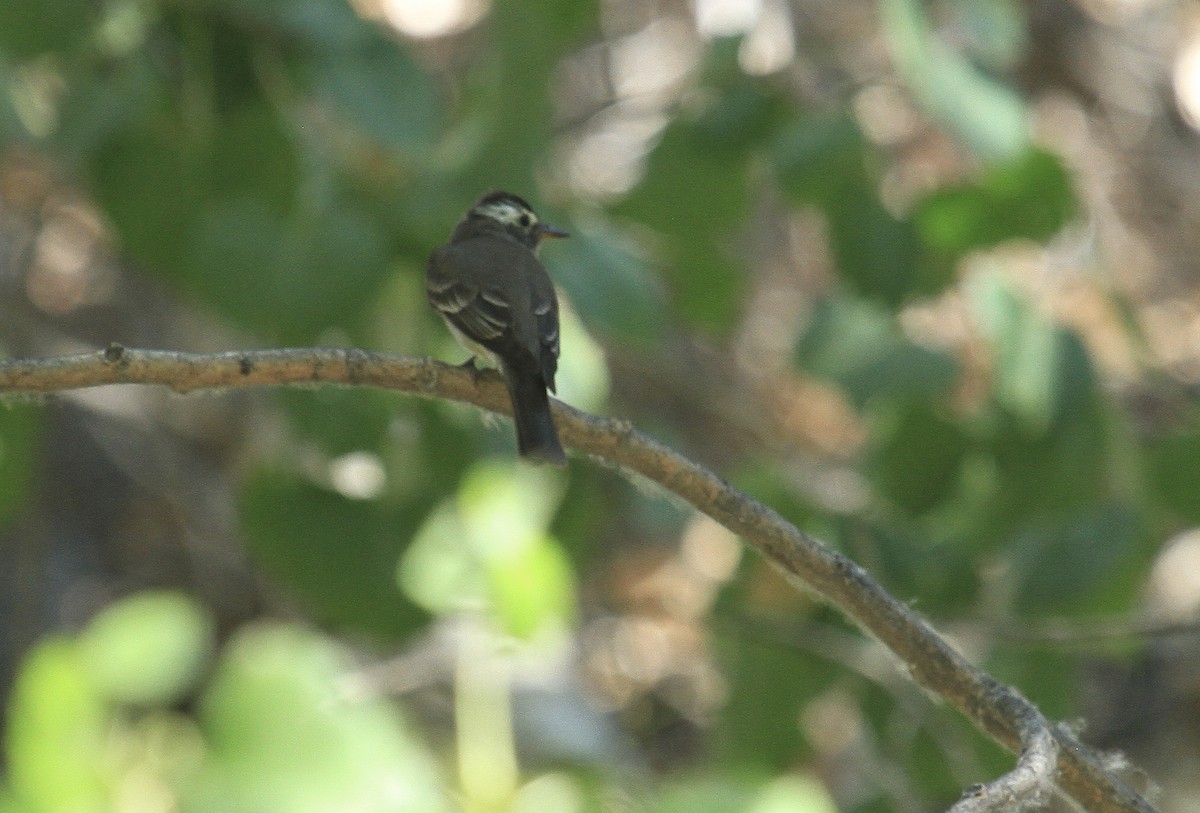 Western Wood-Pewee - ML354905001