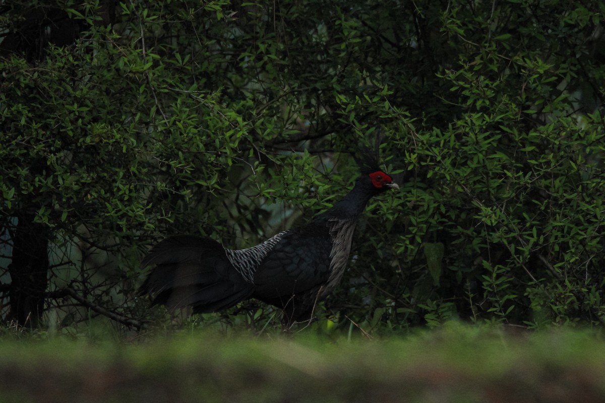 Kalij Pheasant - ML354905231