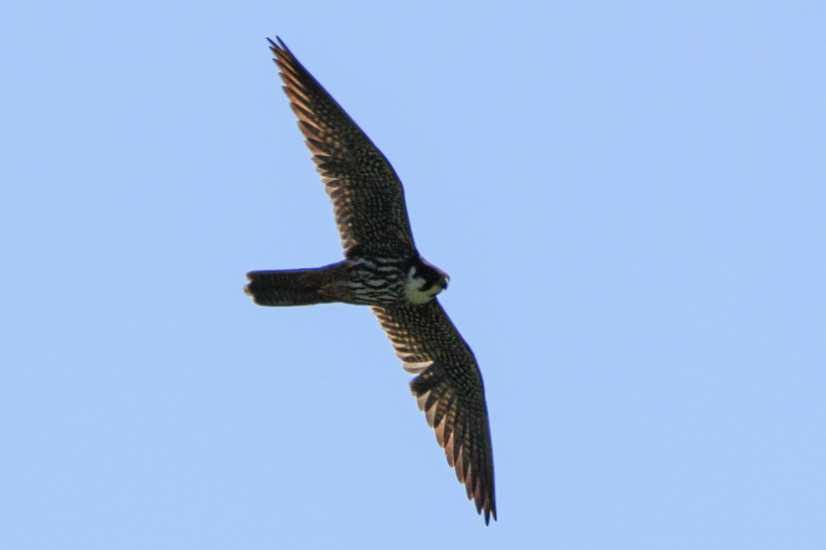 燕隼 - ML354905271