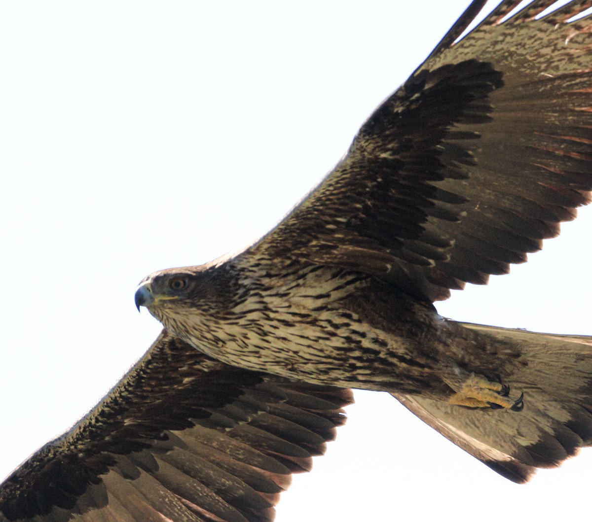 Bonelli's Eagle - ML354905321