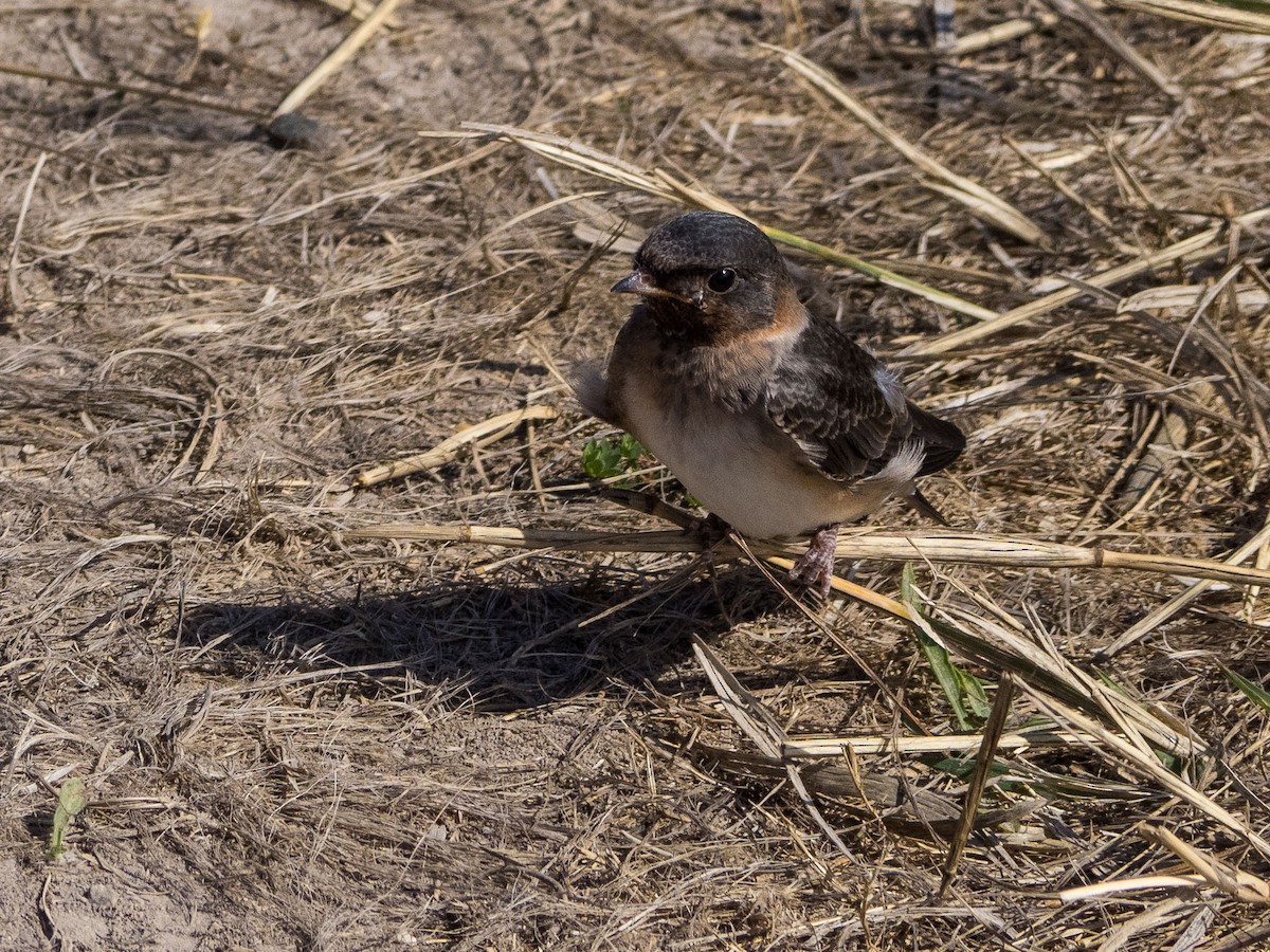 Cliff Swallow - ML354907341