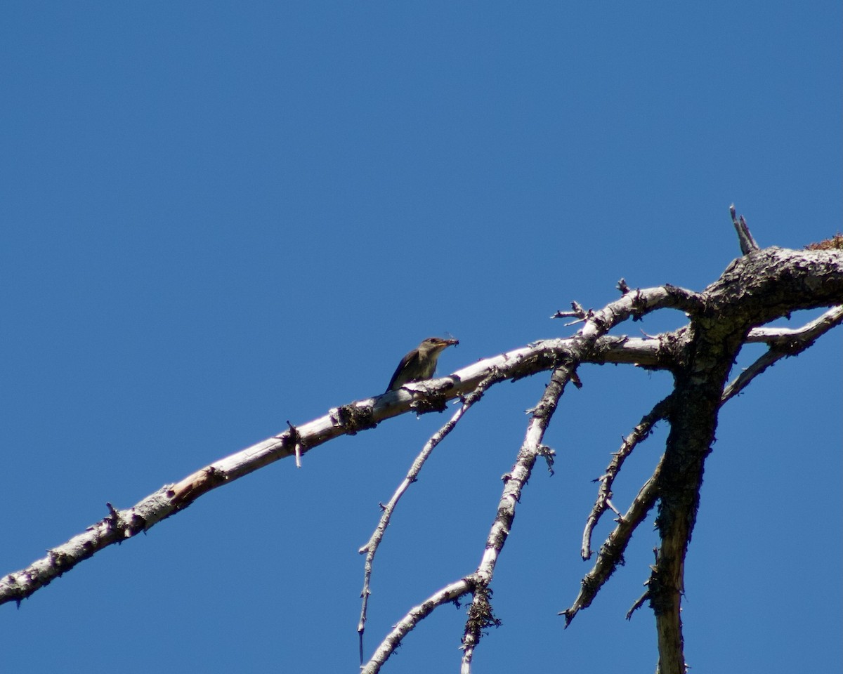 Olive-sided Flycatcher - ML354907731