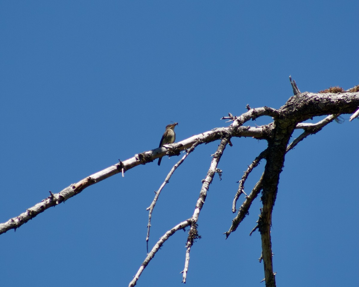 Olive-sided Flycatcher - Nick Nepokroeff