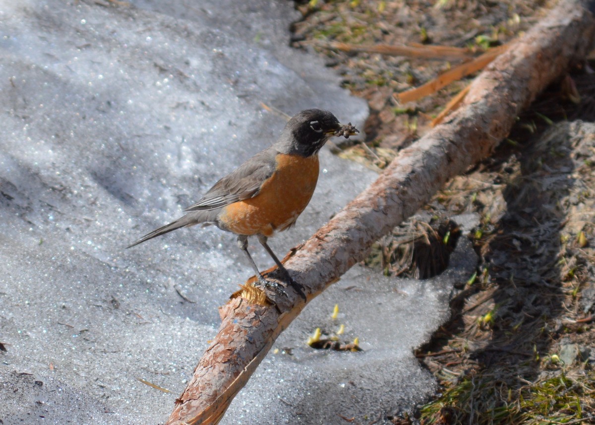 American Robin - ML354908051