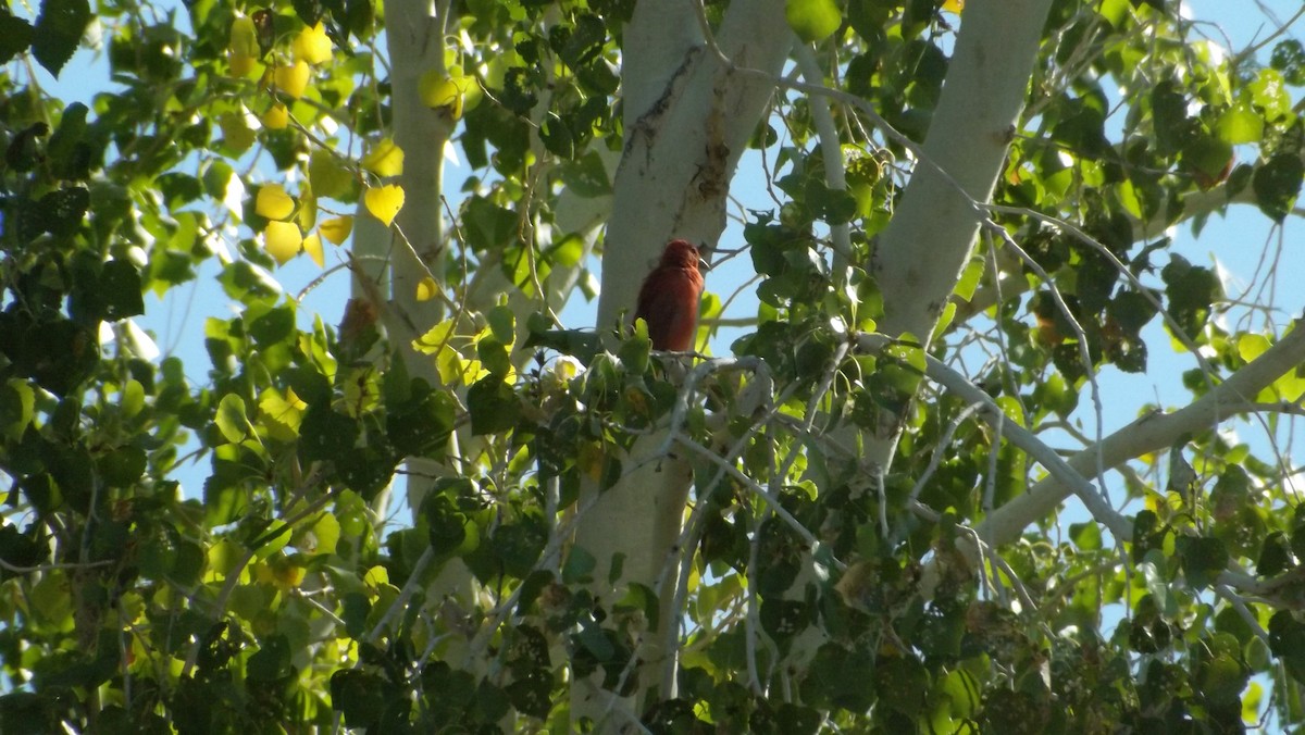 Summer Tanager - ML35490911