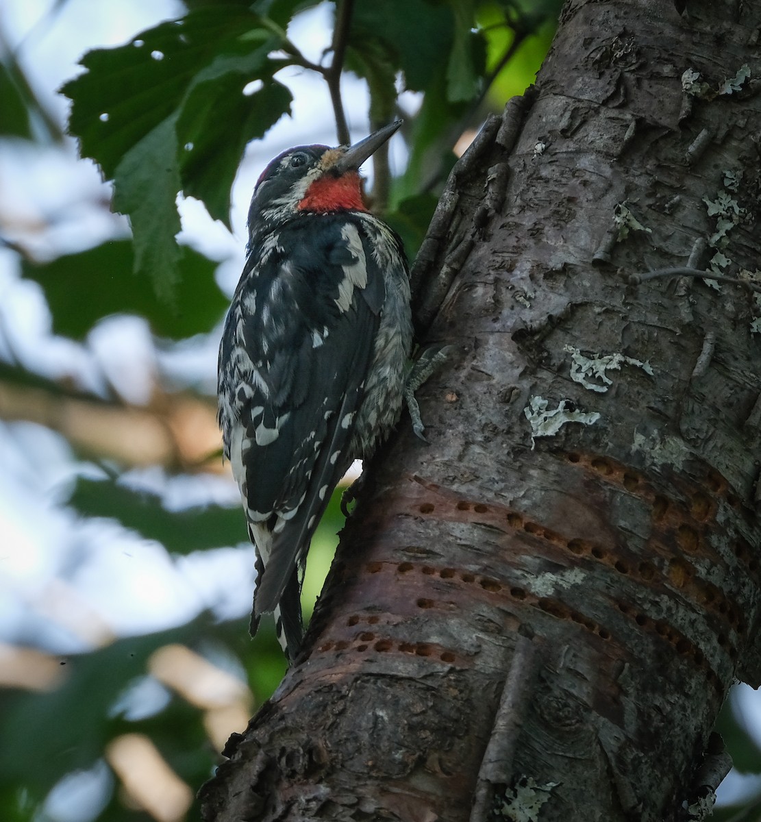 Pic à nuque rouge - ML354910081