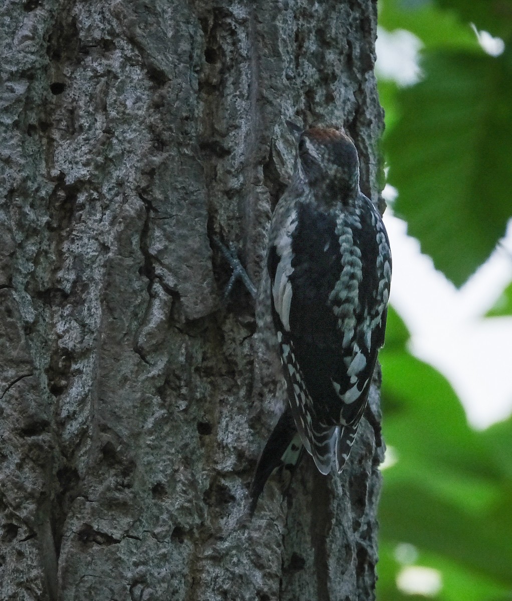 Pic à nuque rouge - ML354910101
