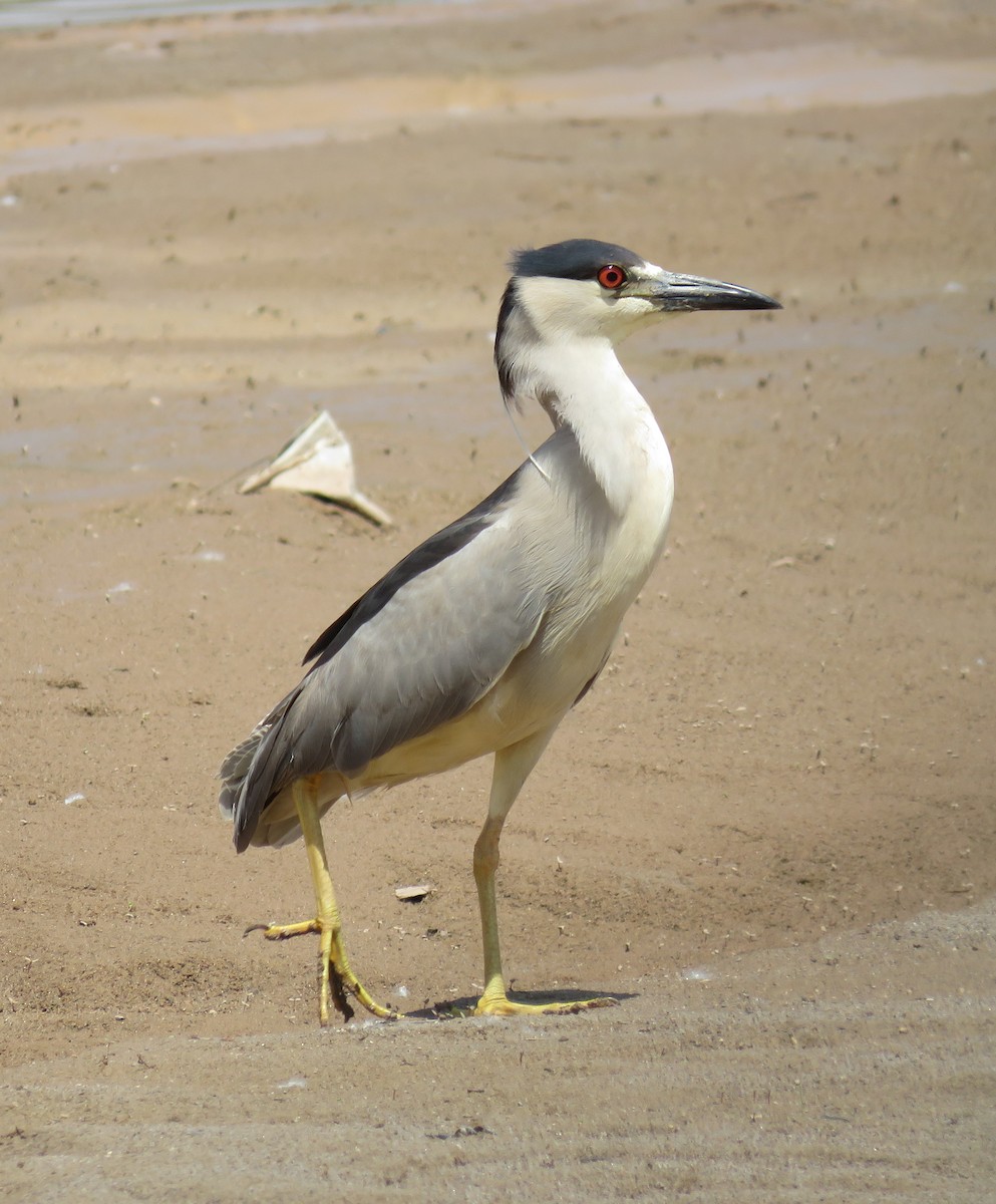 Black-crowned Night Heron - John Hutchens