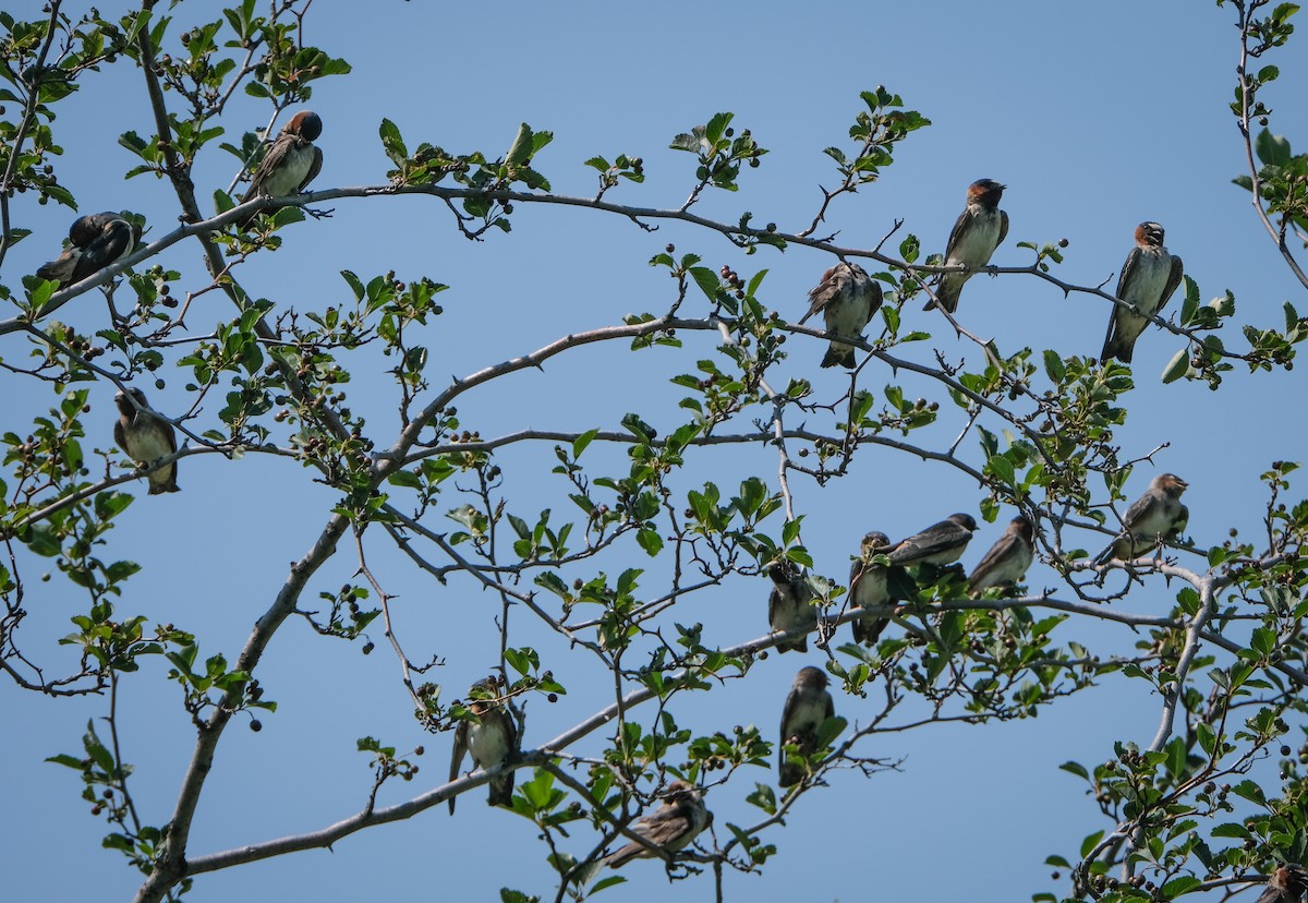 Hirondelle à front blanc - ML354910711
