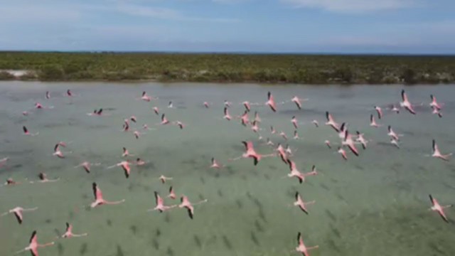 American Flamingo - ML354910781