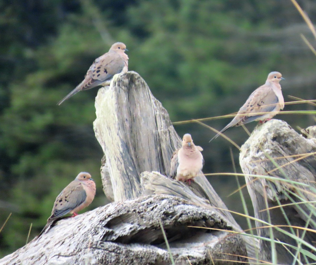 Mourning Dove - ML354911031