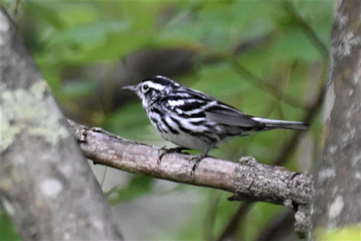 Black-and-white Warbler - ML354911091