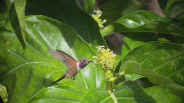 Colibrí de Inagua - ML354911591