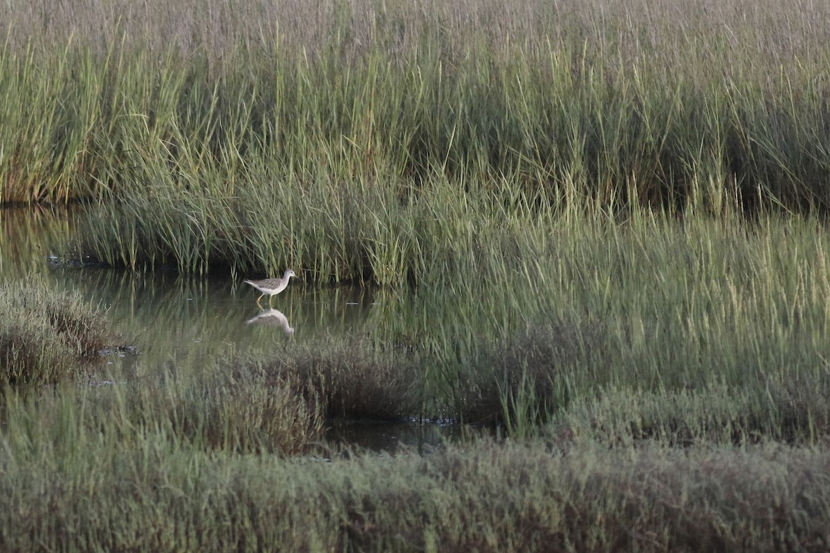 Greater Yellowlegs - ML354911981