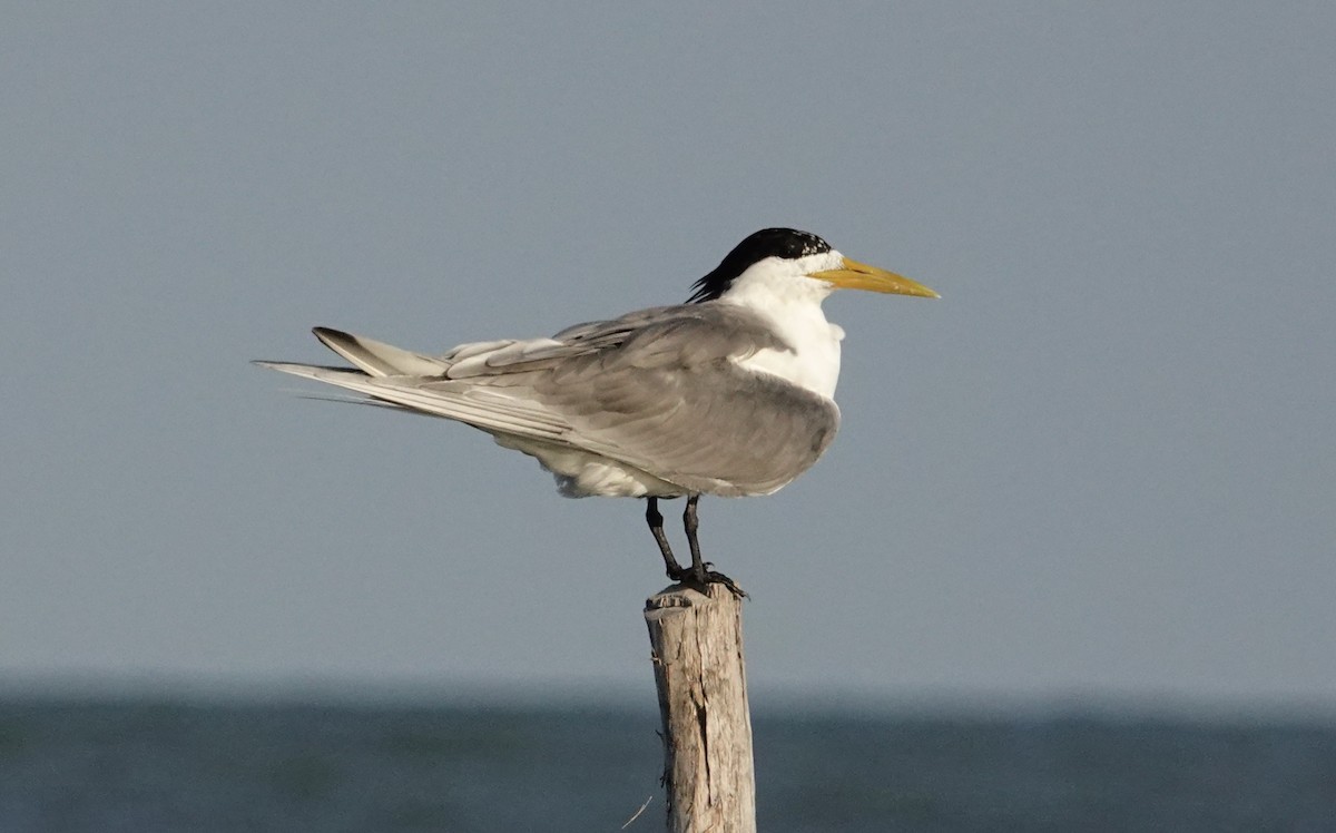 Great Crested Tern - David Diller