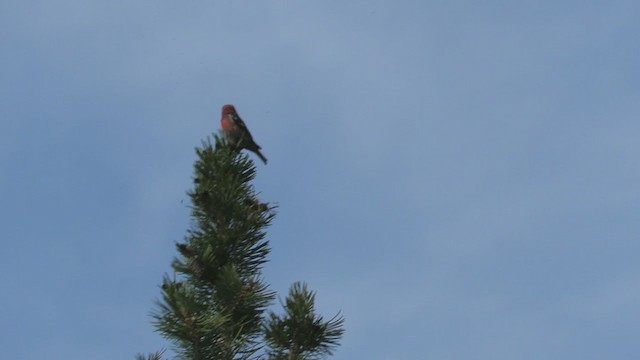 White-winged Crossbill - ML354912971