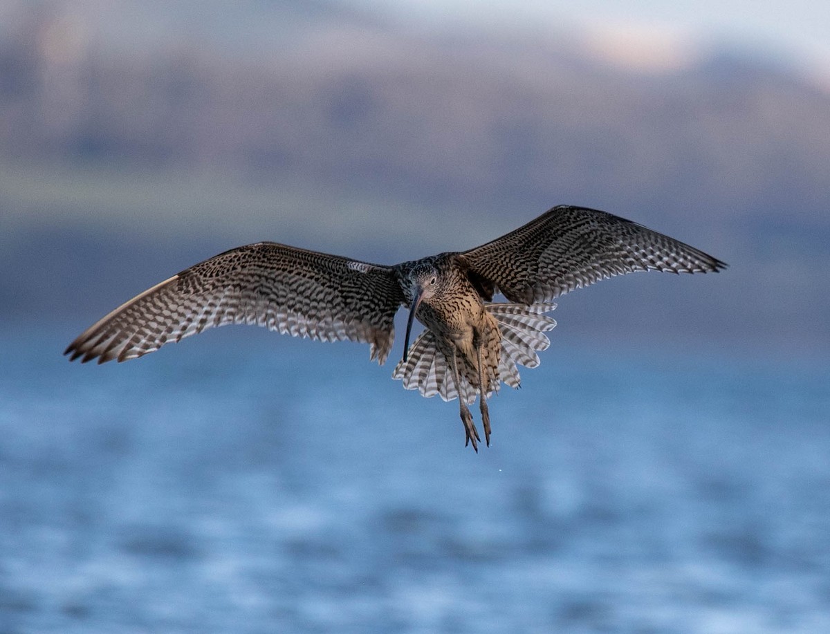 Far Eastern Curlew - Jamie Smith-Morvell